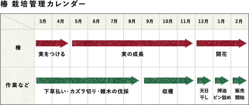 椿 栽培管理カレンダー